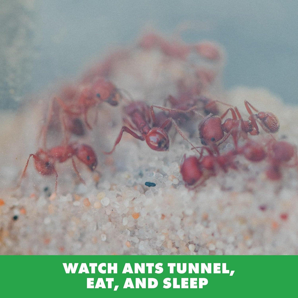 3D STEM Ant Farm