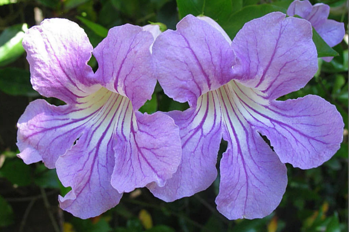 Organic Violet Trumpet Vine (Clytostoma callistegioides) Cuttings | Bright Purple Flowers | Air-Purifying | USA Grown