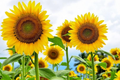 Organic Skyscraper Sunflower Seeds - Helianthus annuus, Grows Up to 12 Feet Tall, Full Sun, Non-GMO Garden Seeds