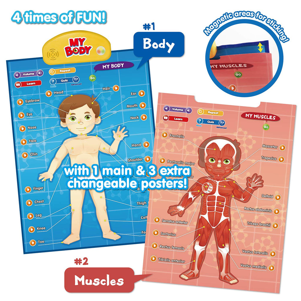 Human Anatomy I-Poster