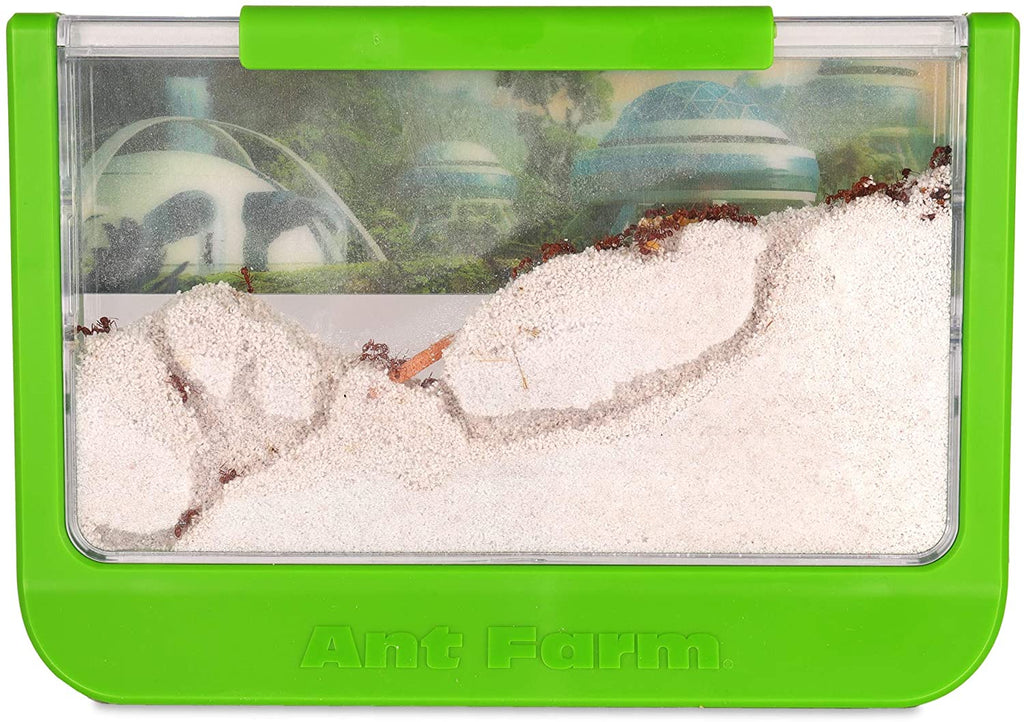 Ant Jungle Terrarium