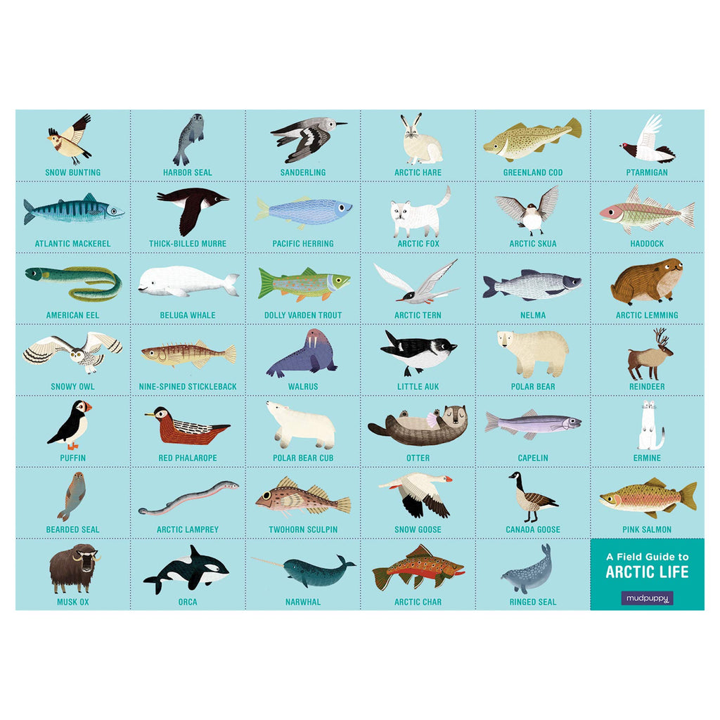 Search and Find Arctic Life Picturesque Puzzle