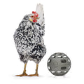 Chicken Snack Ball – 100% Recycled, Foraging & Play Feeder