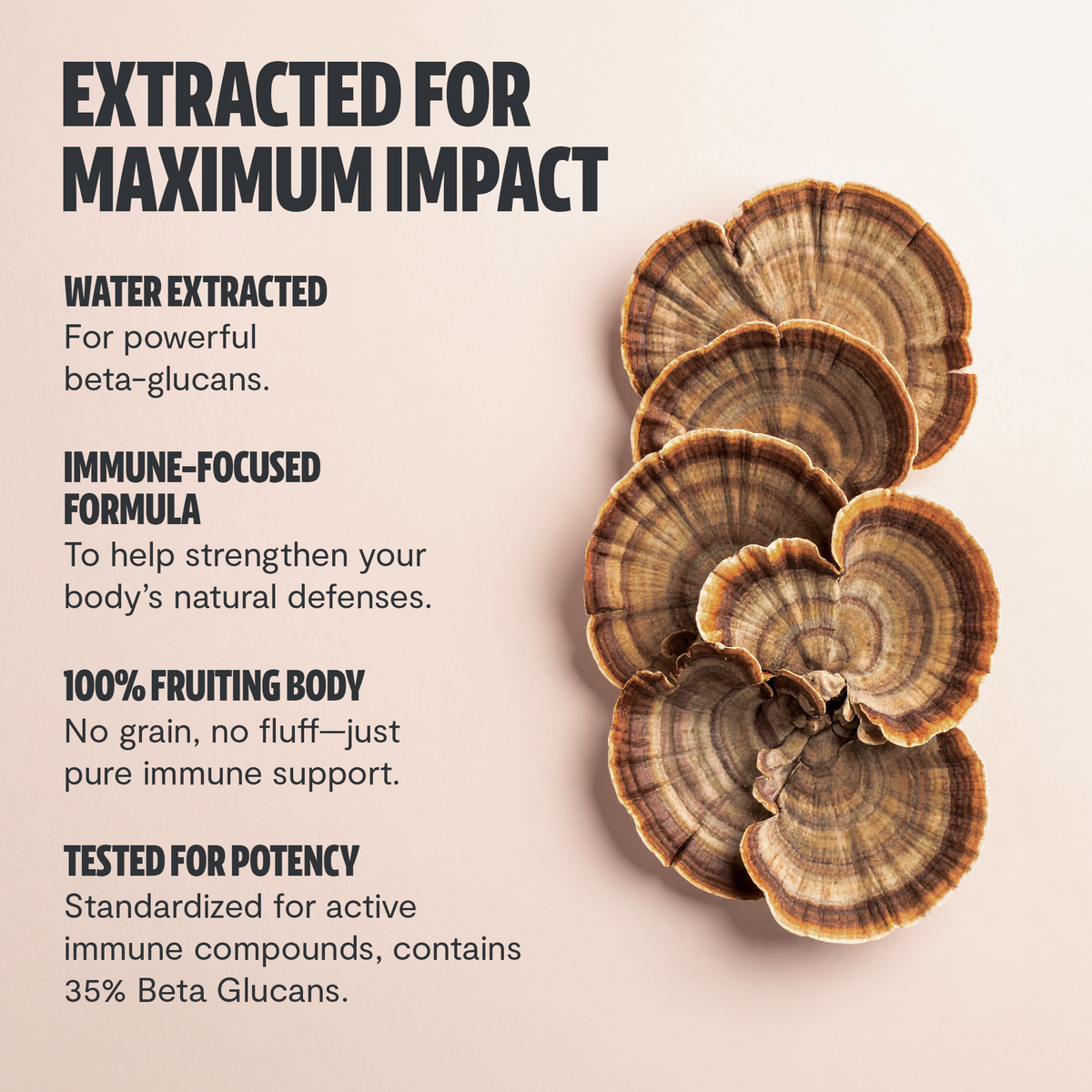 Organic Turkey Tail Mushroom Capsules