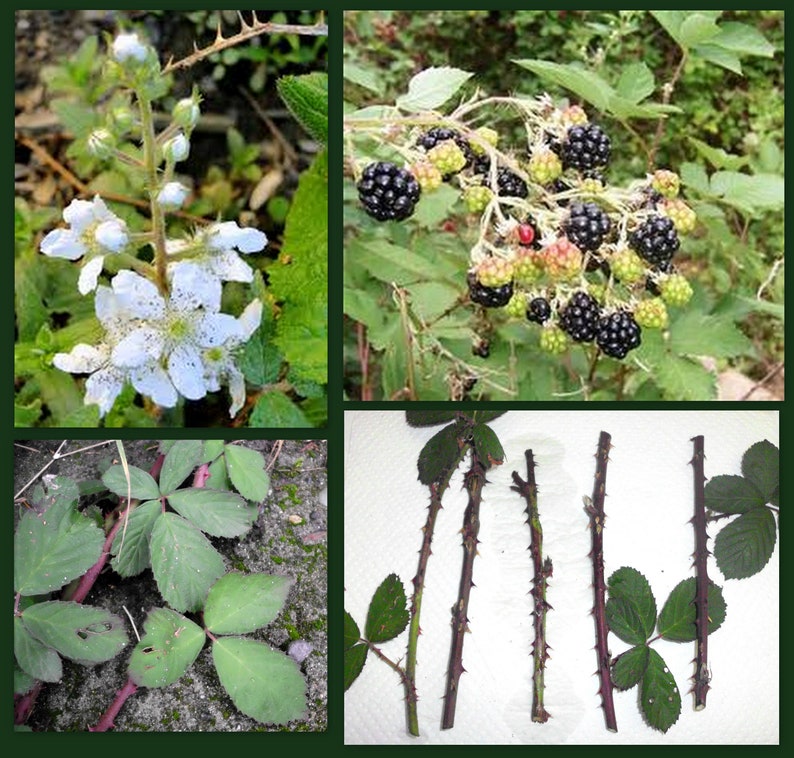 Blackberry Cuttings 3-6" Organic Thorned Rubus for Propagation Permaculture Food Forest