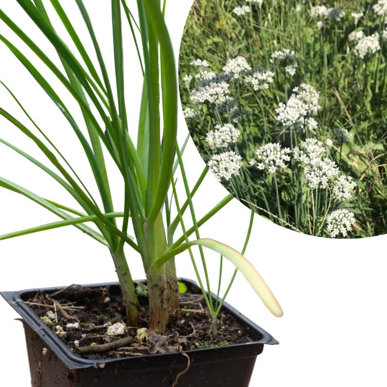 Organic Garlic Chives Plant 2.5-Inch Pot Allium tuberosum Perennial Herb for Food Forest Edible Flowers