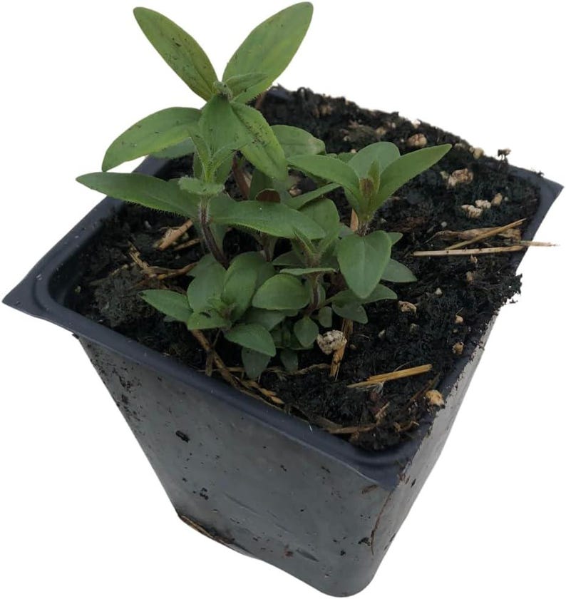 Organic Hoary Mountain Mint Plant in 2.5-Inch Pot, Pycnanthemum incanum, Pollinator Friendly, USDA Zones 4-8, White Flowers