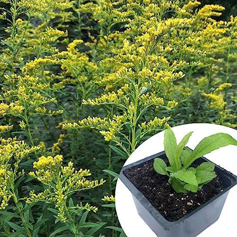 Goldenrod Plant 2.5-Inch Pot Organic Solidago canadensis Native Pollinator Yellow Flowers