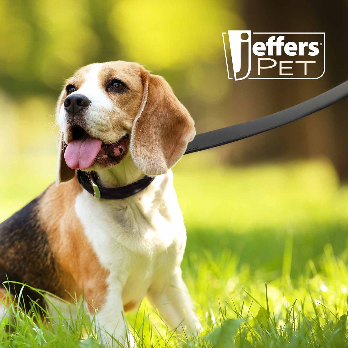 Jeffers Black Padded Leather Pet Leash