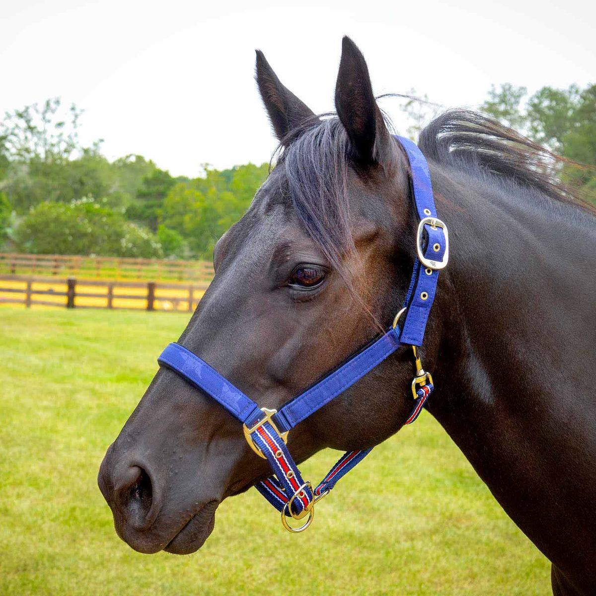 Jeffers Matching Horse Halter & Lead Rope 2 Piece Set, Full Size