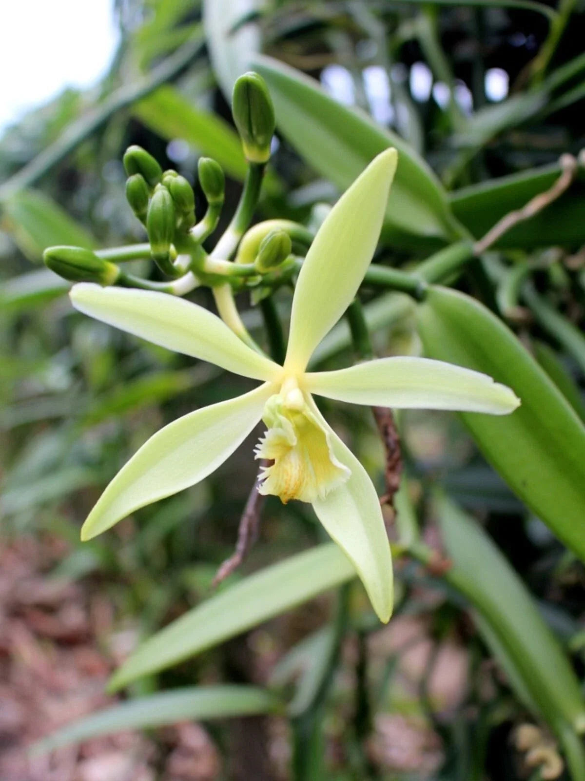 Organic Vanilla Orchid Starter Plant - Grow Your Own Vanilla Pods - Healthy Well-Rooted in 2.5"x3.5" Pot - Vanilla planifolia