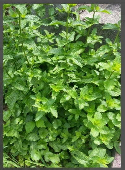 Balm of Gilead Spearmint Bareroot Organic Plant - Culinary Aromatic - USPS Shippable