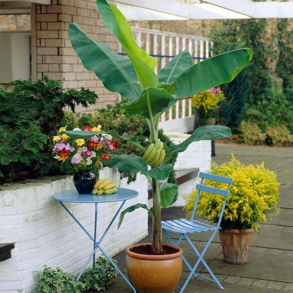 Organic Banana Plant - Live Starter 8-12” - Gran Nain Variety - Musa - Well-Rooted in 2.5”x3.5” Pots - Free Shipping