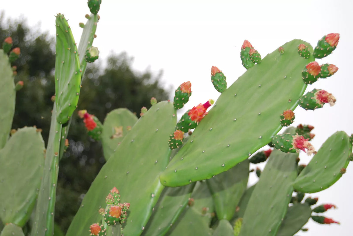 Bulk Fresh Edible Cactus Pads 100% Organic Superfood for Tortoise, Turtle, Iguana - Opuntia spp.