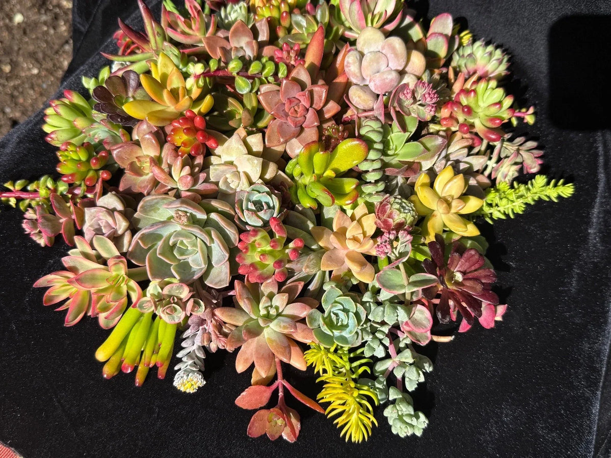 20 Fresh Organic Succulent Cuttings - Colorful Varieties - Healthy & Beautiful - Ideal for DIY Projects and Arrangements