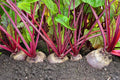 Detroit Red Beets Seeds - 250+ Organic Seeds - Beta vulgaris - Non-GMO, USA Grown, Ships from Iowa