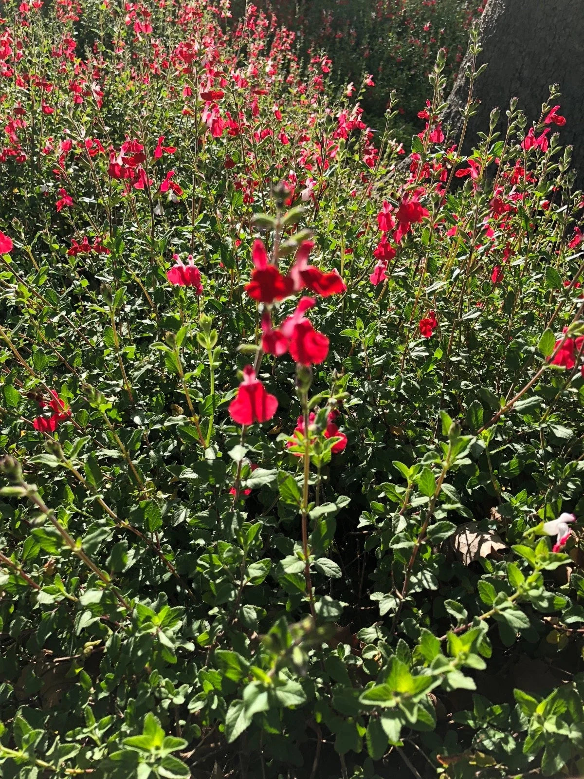 Organic Live Cuttings - USA Red Autumn Sage - Salvia Greggii - Perennial Herb for Gardens and Landscaping