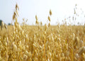 Oats Seeds for Planting - Non-GMO, Organic, Heirloom Variety - Avena sativa