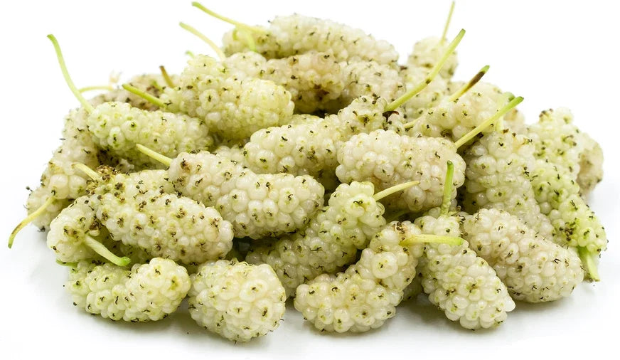 15 White Mulberry Cuttings 6-8" Organic Cold Hardy Tree Morus alba - Delicious Fruit
