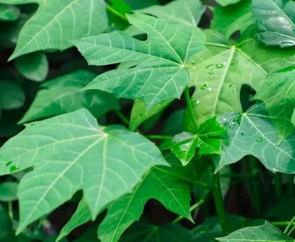 Chaya Cuttings 4 Pack 8-10'' Organic Deeply Lobed Variety (Cnidoscolus aconitifolius) Mayan Miracle Spinach Tree