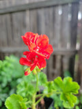 Organic Red Geranium Live Plants - 2 Inch Pot - Pelargonium hortorum - Full Plant, Not Cutting