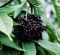 Black Elderberry Cuttings, 5+ Organic Cuttings, Medicinal Variety, Sambucus nigra