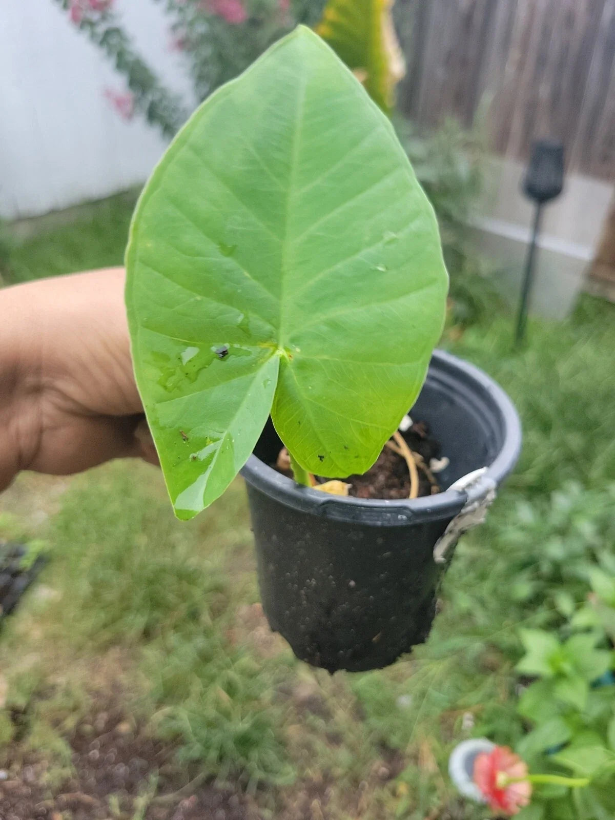 Colocasia gigantea Thailand Giant Plant Pot - Huge Organic Thai Elephant Ear - Indoor/Outdoor, USA Grown