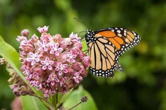 Milkweed Seeds 100 Pack, Organic Asclepias syriaca, Wildcrafted Herb, Butterfly Garden Essential