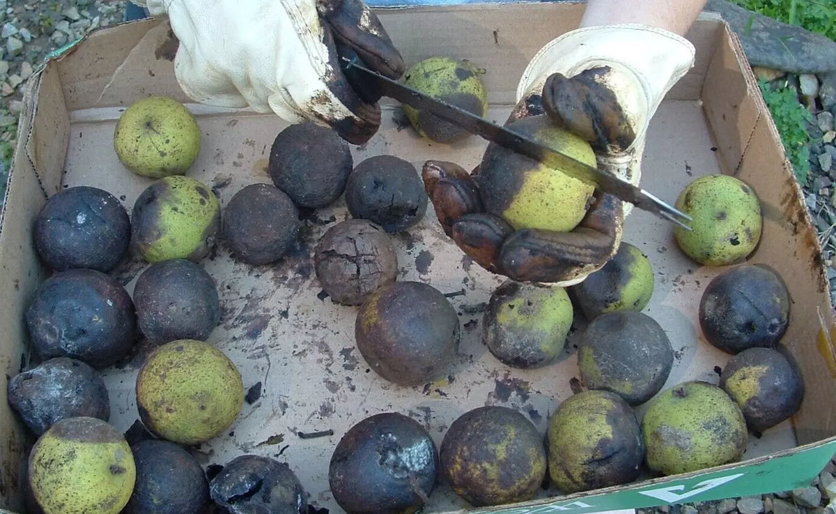 Black Walnut Husks Seeds - Organic 100% Natural Anti-Parasitic - Juglans Nigra
