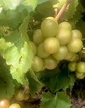 Organic Muscadine Grape Cuttings - 6 Fresh Unrooted Cuttings, 6” Long, Scuppernong Variety - Vitis rotundifolia