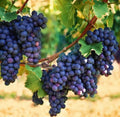 Organic Concord Grape Starter Plant 6-15 inches, Hardy Perennial, Vitis labrusca, Home Garden, Edible Gardening