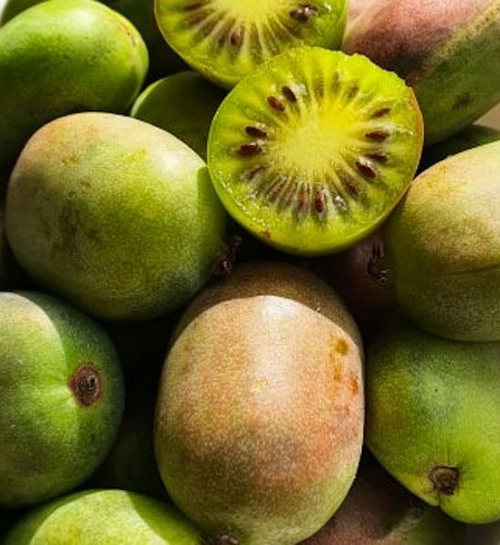 10 Hardy Kiwi Actinidia Arguta Geneva Organic Female Unrooted Cuttings – Non-GMO, Hardy Fruit Plant