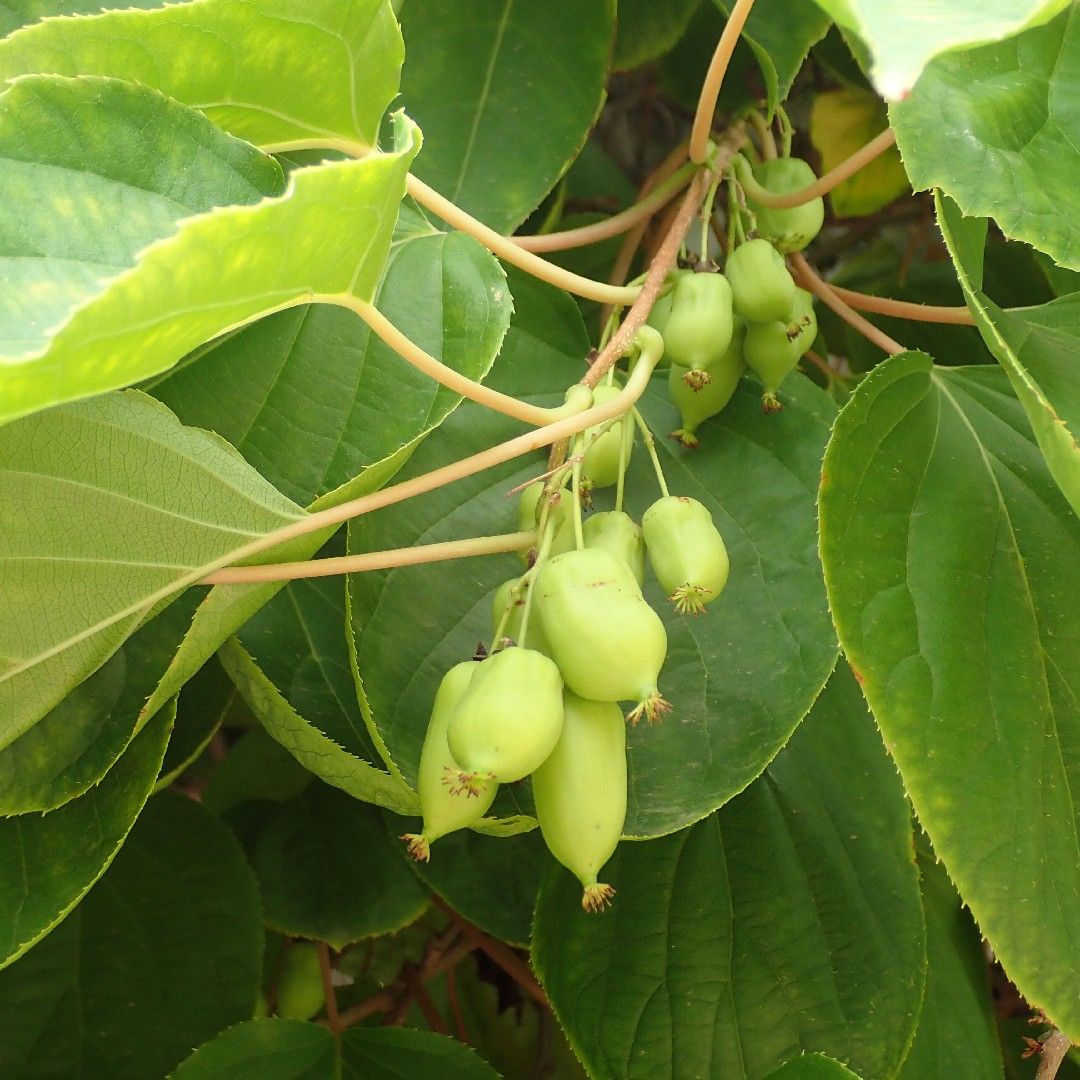 10 Hardy Kiwi Actinidia Arguta Geneva Organic Female Unrooted Cuttings – Non-GMO, Hardy Fruit Plant