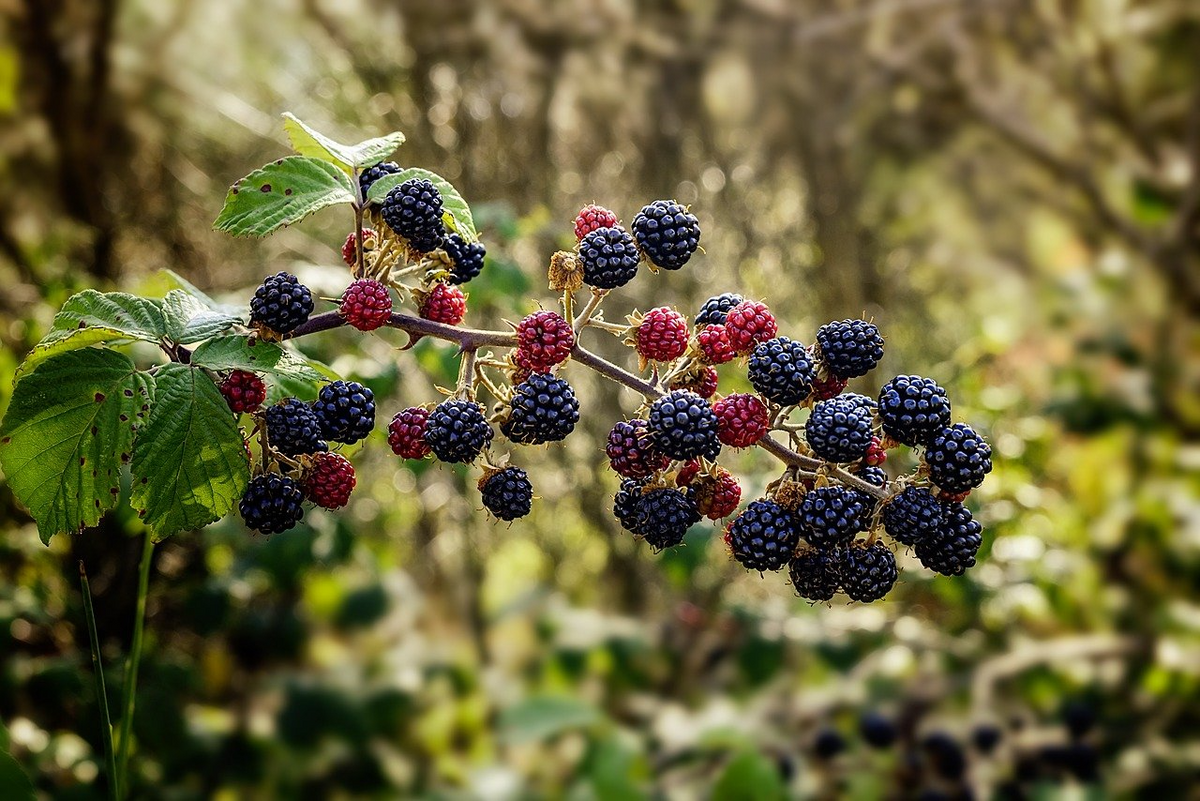10 Organic Unrooted Thornless Blackberry Cuttings 5"-8" - Rubus fruticosus, Easy to Grow, Sweet Berries Plant, Home Garden, Fruit Cutting